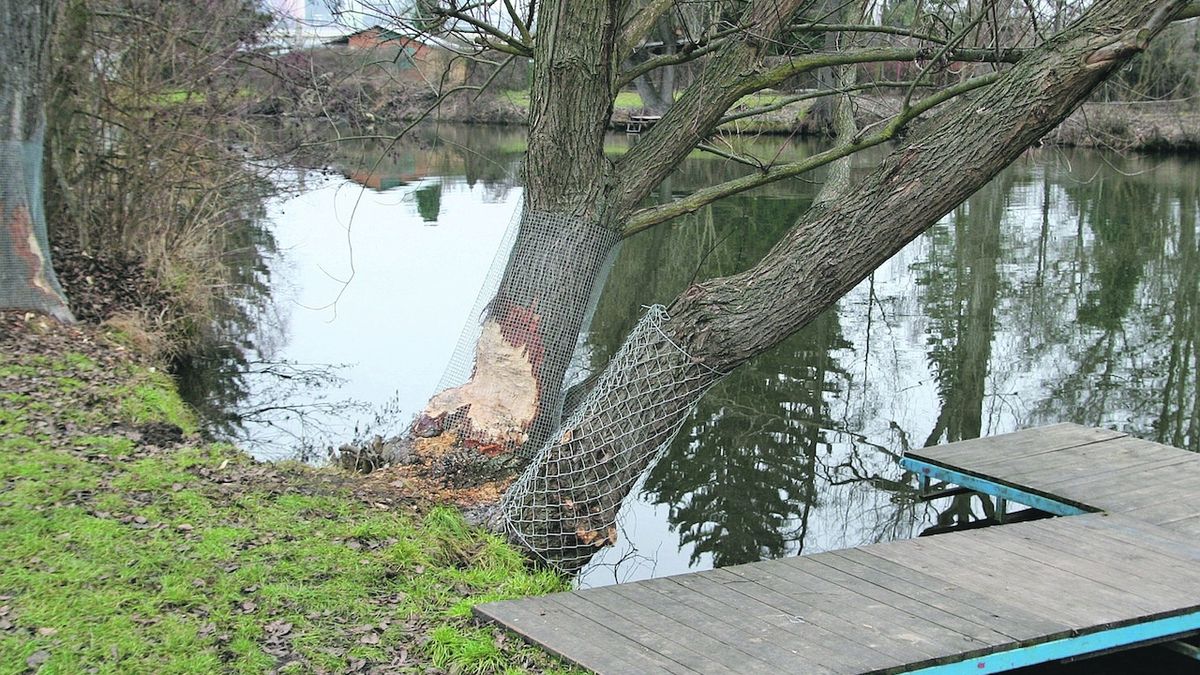 Vodohospodáři v Brně bojují s bobry